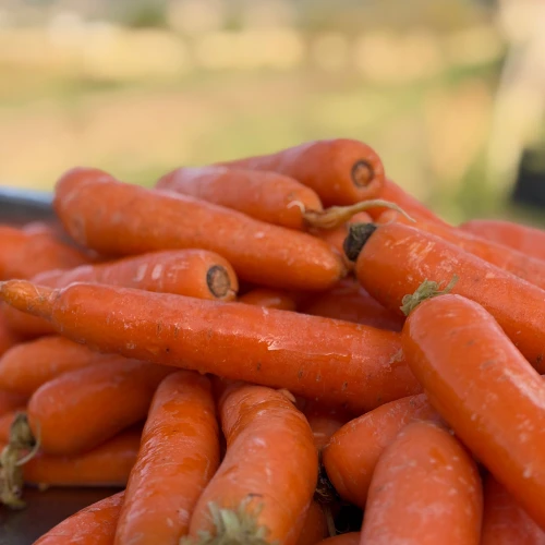 Zanahorias de la Huerta
